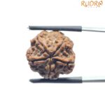 5 Mukhi Rudraksha Nepal - (18.52 MM)