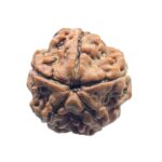 5 Mukhi Rudraksha Nepal - (18.52 MM)
