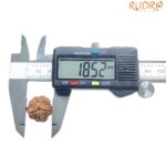 5 Mukhi Rudraksha Nepal - (18.52 MM)