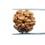 5 Mukhi Rudraksha Nepal - (18.60 MM)