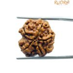 5 Mukhi Rudraksha Nepal - (18.60 MM)
