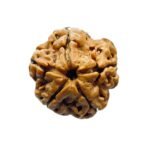 5 Mukhi Rudraksha Nepal - (18.67 Mm)