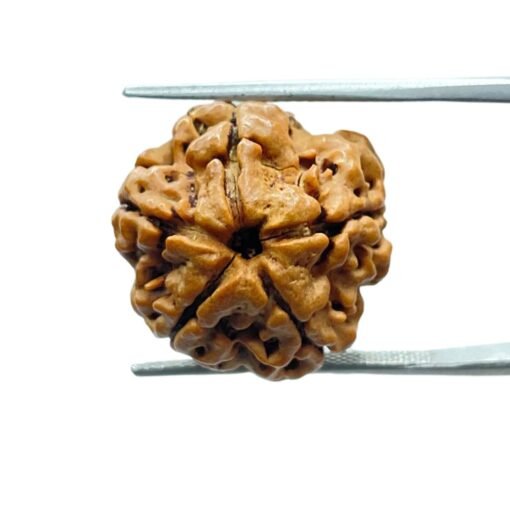 5 Mukhi Rudraksha Nepal - (18.67 Mm)