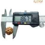 5 Mukhi Rudraksha Nepal - (18.67 Mm)