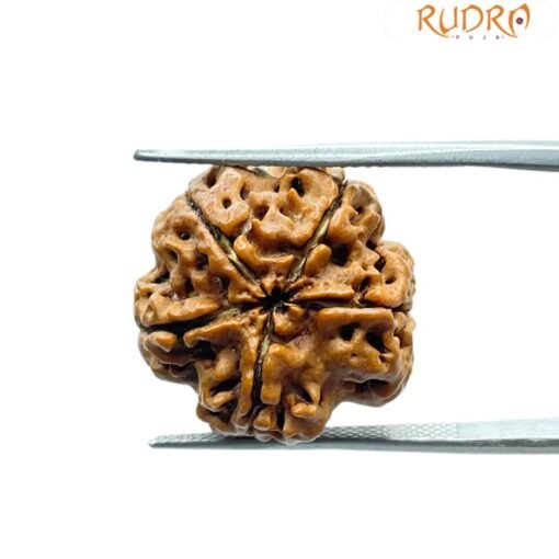5 Mukhi Rudraksha Nepal - (18.67 Mm)