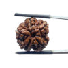 5 Mukhi Rudraksha Nepal - (18.73 MM)
