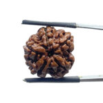 5 Mukhi Rudraksha Nepal - (18.73 MM)