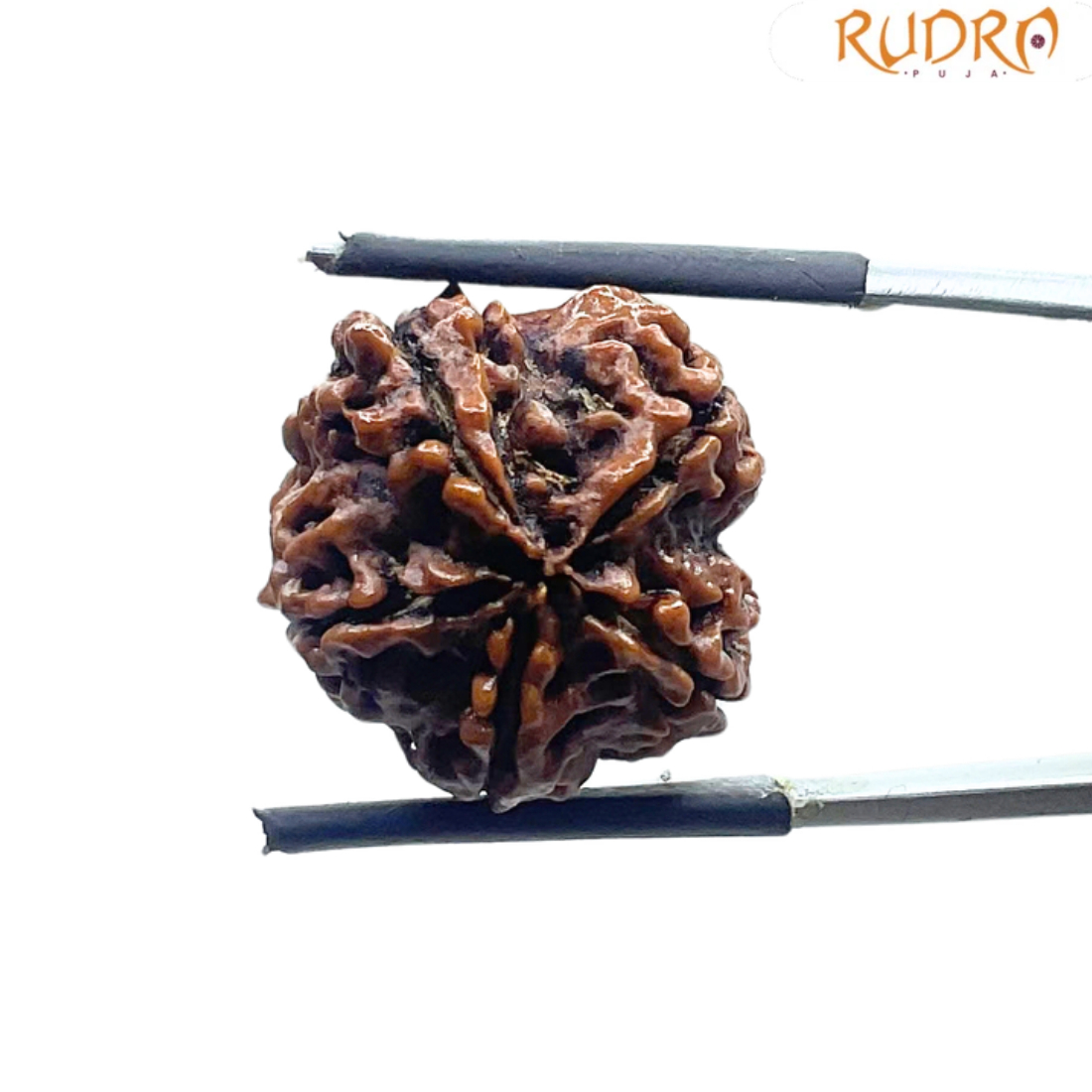 5 Mukhi Rudraksha Nepal - (18.73 MM)