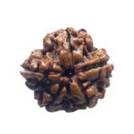 5 Mukhi Rudraksha Nepal - (18.73 MM)