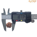 5 Mukhi Rudraksha Nepal - (18.73 MM)