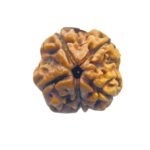 5 Mukhi Rudraksha Nepal - (18.75 Mm)