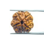 5 Mukhi Rudraksha Nepal - (18.75 MM)