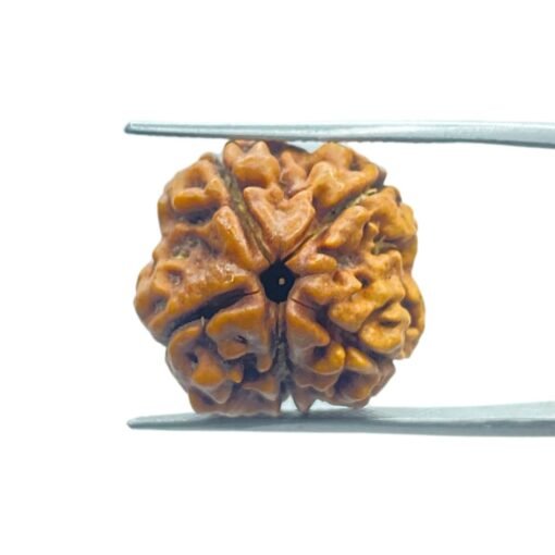 5 Mukhi Rudraksha Nepal - (18.75 Mm)