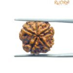 5 Mukhi Rudraksha Nepal - (18.75 Mm)