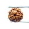 5 Mukhi Rudraksha Nepal - (18.80 Mm)