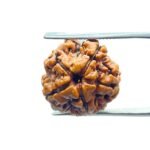 5 Mukhi Rudraksha Nepal - (18.80 MM)