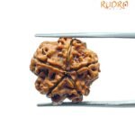 5 Mukhi Rudraksha Nepal - (18.80 MM)