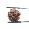 5 Mukhi Rudraksha Nepal - (18.84 MM)