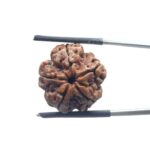 5 Mukhi Rudraksha Nepal - (18.84 MM)