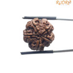 5 Mukhi Rudraksha Nepal - (18.84 MM)