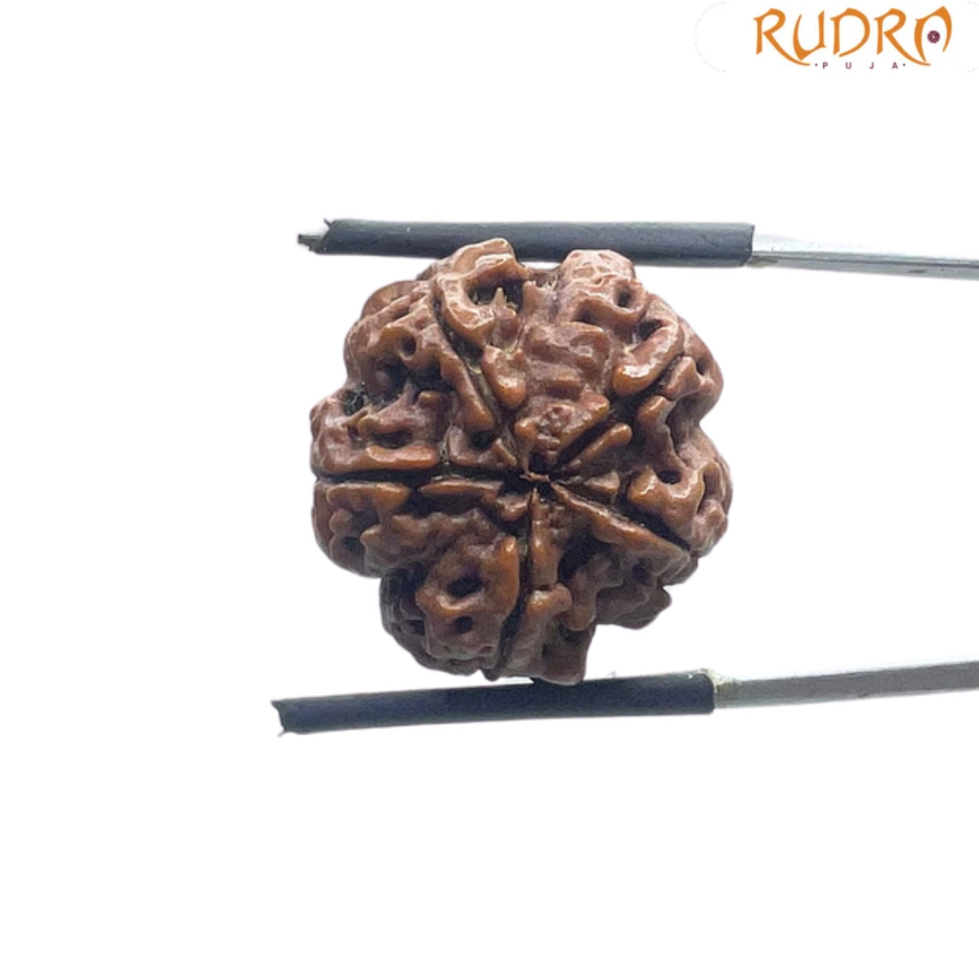 5 Mukhi Rudraksha Nepal - (18.84 MM)
