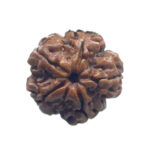 5 Mukhi Rudraksha Nepal - (18.84 MM)