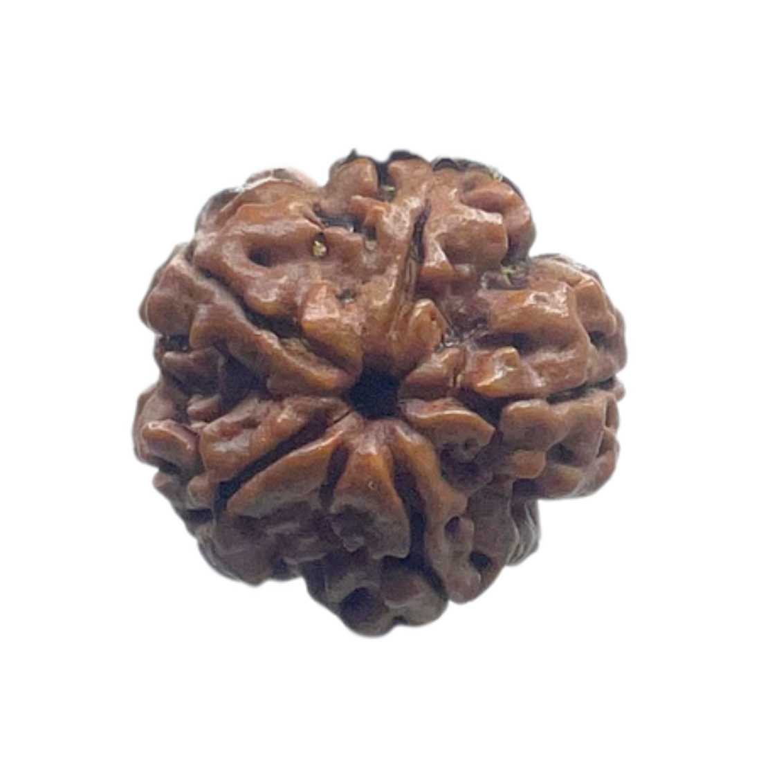 5 Mukhi Rudraksha Nepal - (18.84 MM)