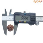 5 Mukhi Rudraksha Nepal - (18.84 MM)
