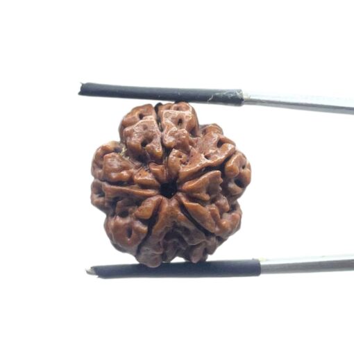 5 Mukhi Rudraksha Nepal - (18.84 MM)