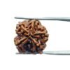 5 Mukhi Rudraksha Nepal - (18.88 Mm) 14 5 Mukhi Rudraksha Nepal - (18.88 Mm)