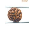 5 Mukhi Rudraksha Nepal - (18.88 Mm) 15 5 Mukhi Rudraksha Nepal - (18.88 Mm)