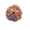 5 Mukhi Rudraksha Nepal - (18.88 Mm) 16 5 Mukhi Rudraksha Nepal - (18.88 Mm)