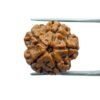 5 Mukhi Rudraksha Nepal - (19.00 Mm)