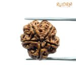 5 Mukhi Rudraksha Nepal - (19.10 MM)