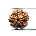 5 Mukhi Rudraksha Nepal - (19.10 MM)