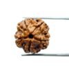 5 Mukhi Rudraksha Nepal - (19.15 Mm)