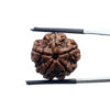 5 Mukhi Rudraksha Nepal - (19.20 MM)