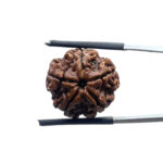 5 Mukhi Rudraksha Nepal - (19.20 MM)