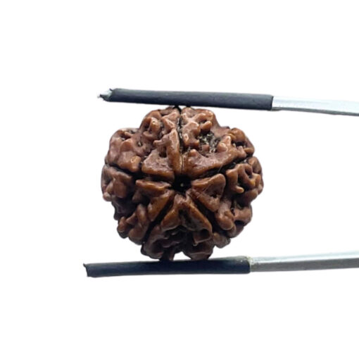 5 Mukhi Rudraksha Nepal - (19.20 MM)
