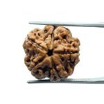 5 Mukhi Rudraksha Nepal - (19.20 MM)
