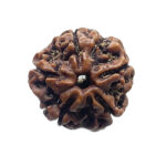 5 Mukhi Rudraksha Nepal - (19.20 MM)