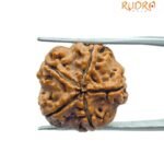 5 Mukhi Rudraksha Nepal - (19.20 MM)