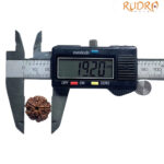 5 Mukhi Rudraksha Nepal - (19.20 MM)