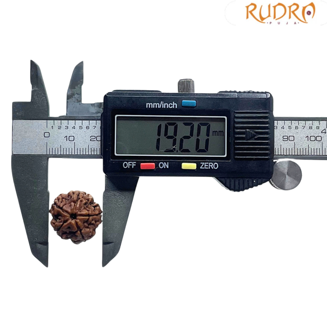 5 Mukhi Rudraksha Nepal - (19.20 MM)