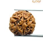 5 Mukhi Rudraksha Nepal - (19.20 Mm)
