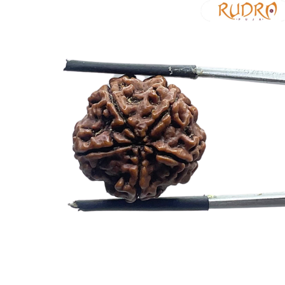 5 Mukhi Rudraksha Nepal - (19.20 MM)