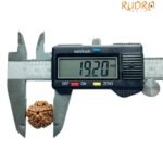 5 Mukhi Rudraksha Nepal - (19.20 Mm)