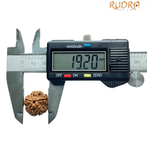 5 Mukhi Rudraksha Nepal - (19.20 Mm)