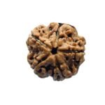 5 Mukhi Rudraksha Nepal - (19.20 Mm)