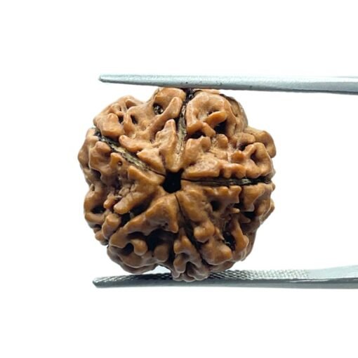 5 Mukhi Rudraksha Nepal - (19.20 Mm)